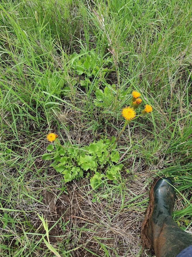 Crassocephalum vitellinum habit