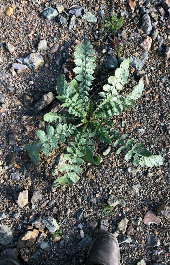 Brassica tournefortii — search result for 'Brassica'