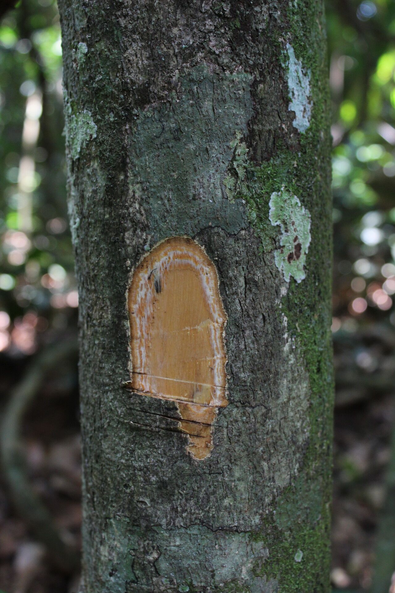 Rinorea oblongifolia bark