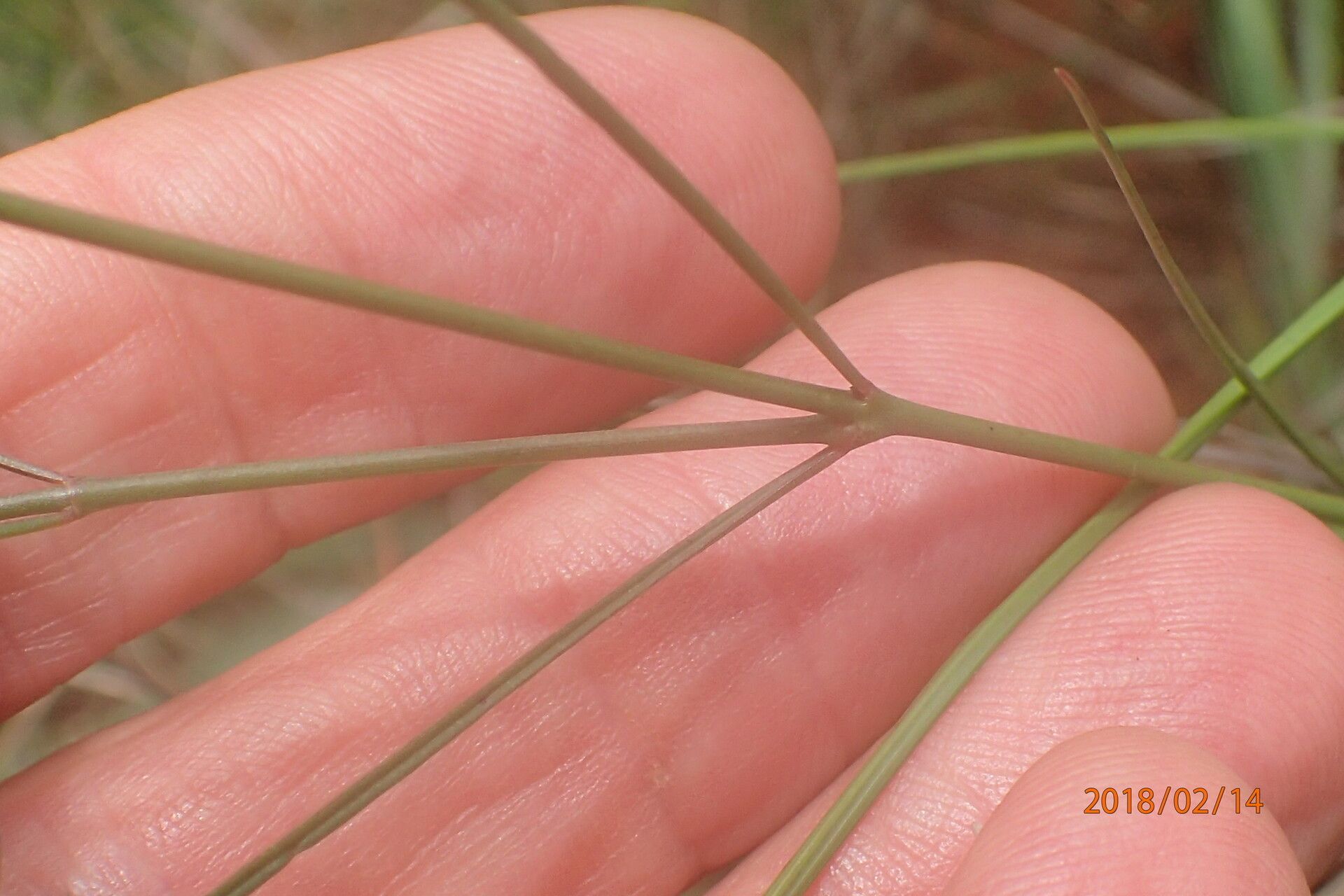 Ceropegia rubella — search result for 'Ceropegia'