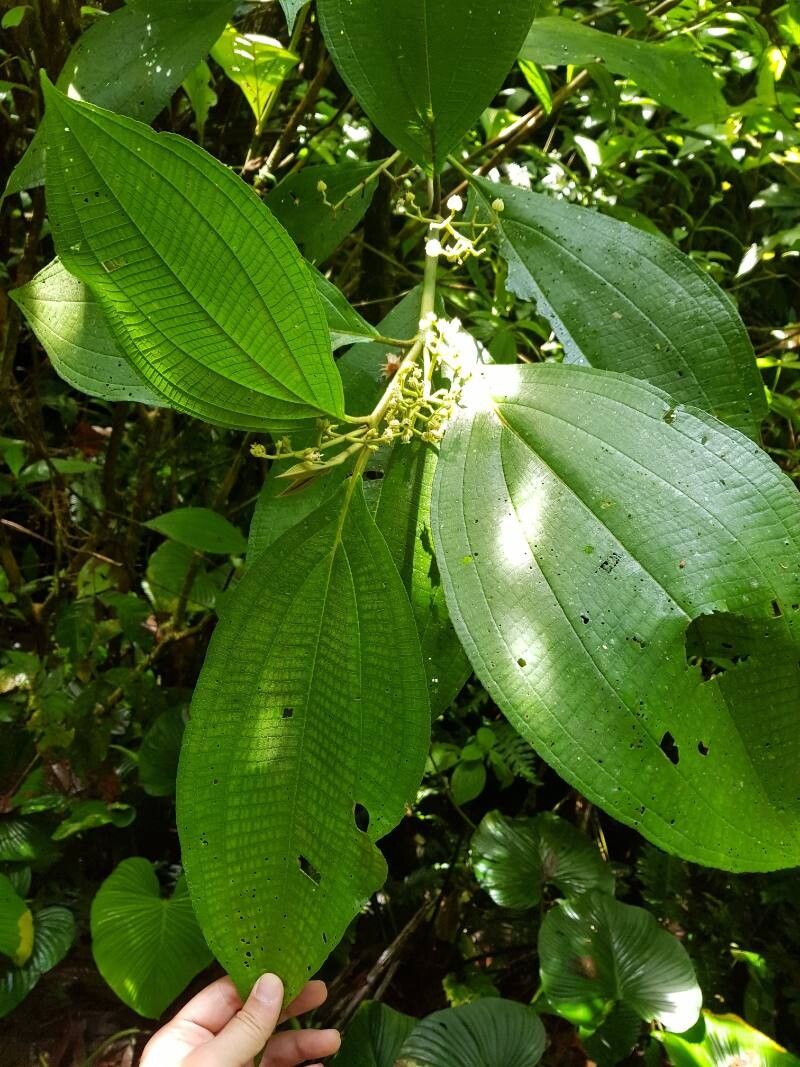 Miconia albertobrenesii leaf