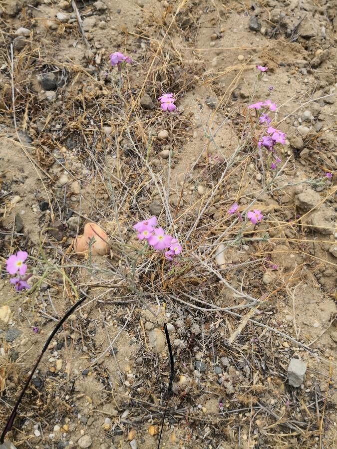 Malcolmia triloba habit