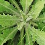 Erigeron floribundus