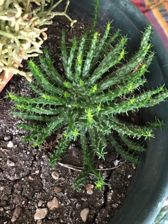 Euphorbia flanaganii leaf