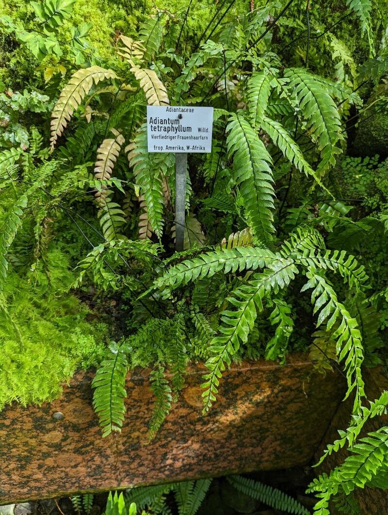 Adiantum tetraphyllum habit