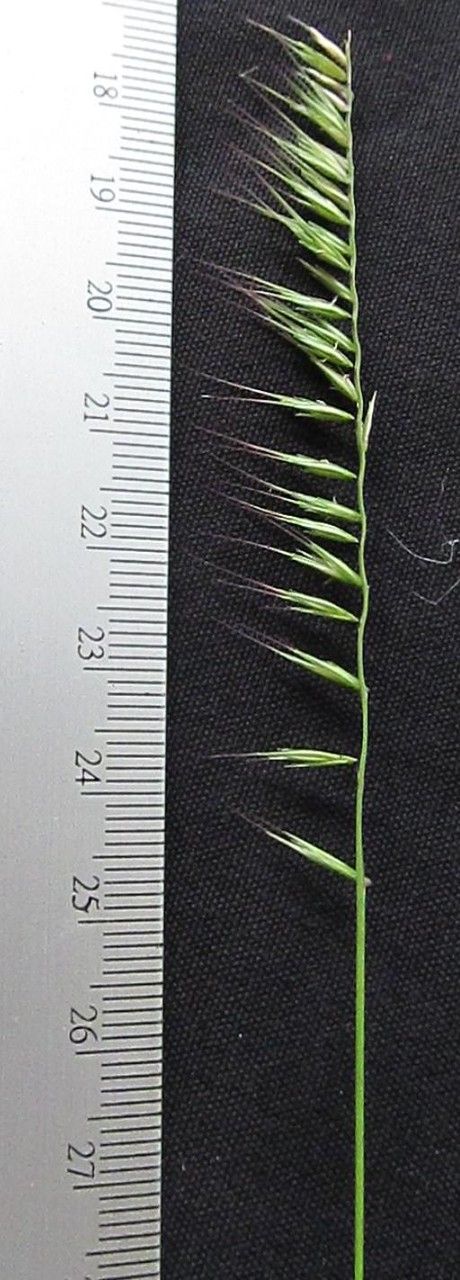 Bouteloua disticha — search result for 'Bouteloua'