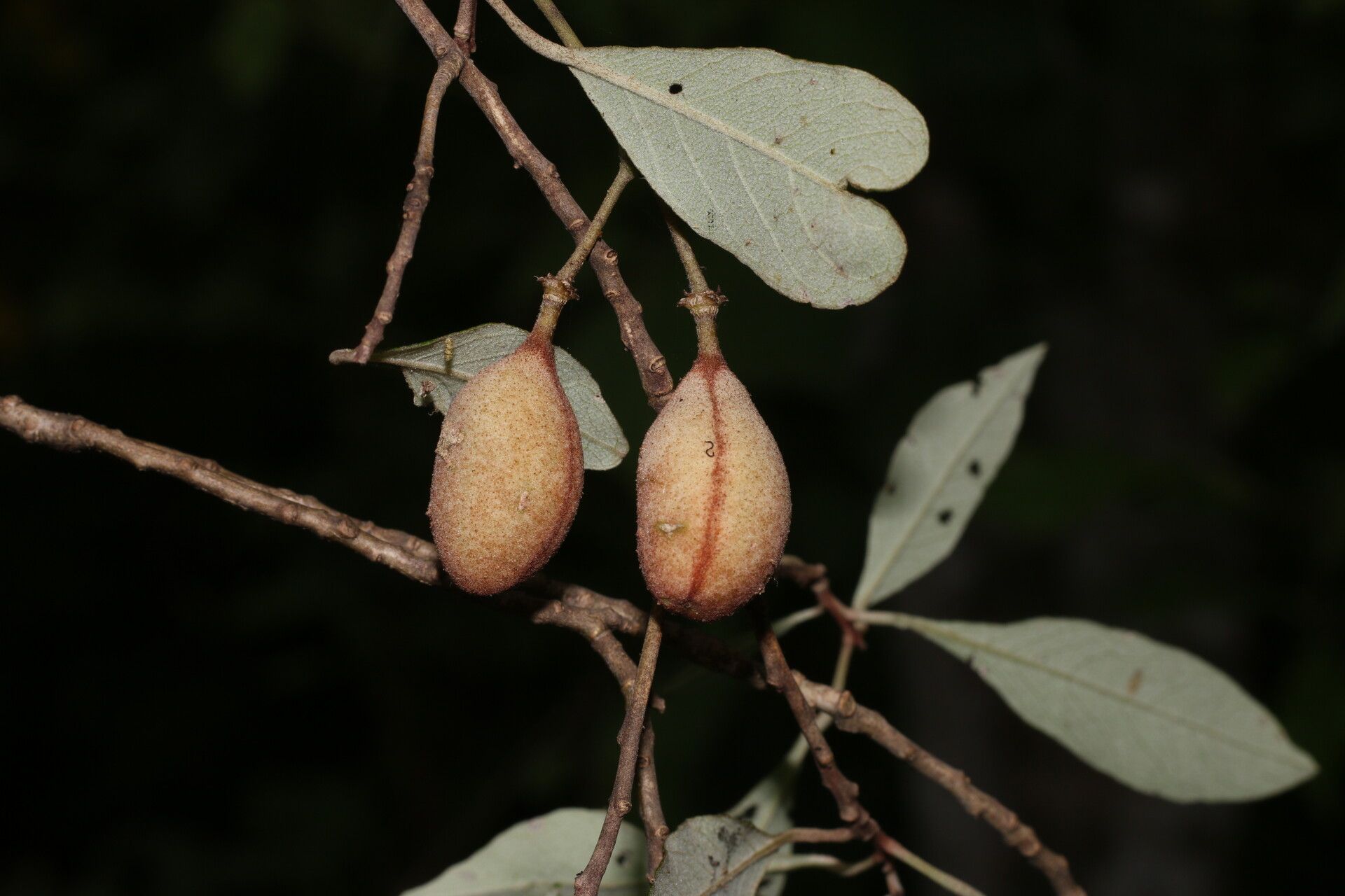 Quadrella morenoi fruit