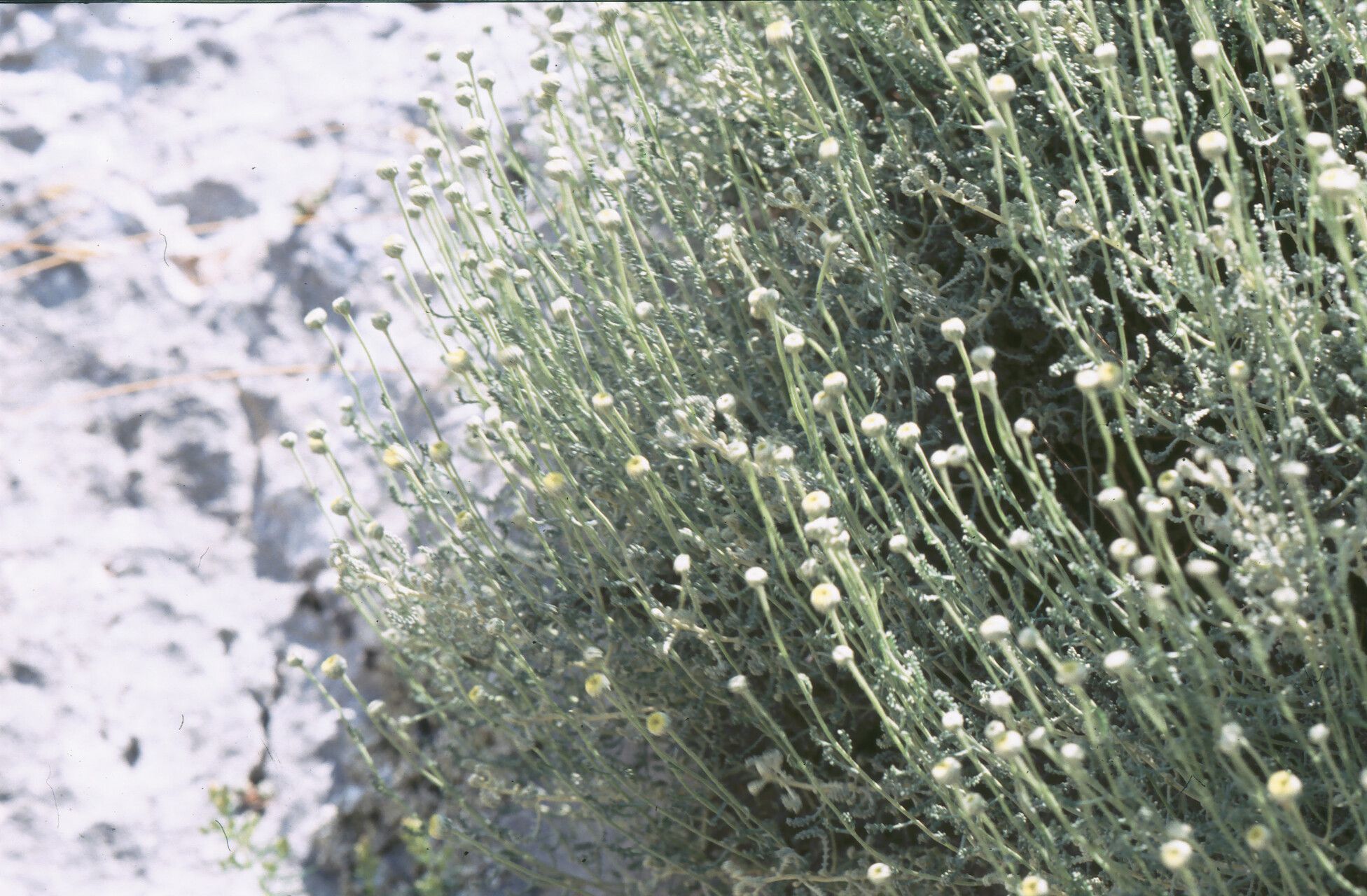 Santolina magonica habit