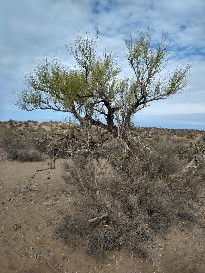 Ephedra boelckei habit