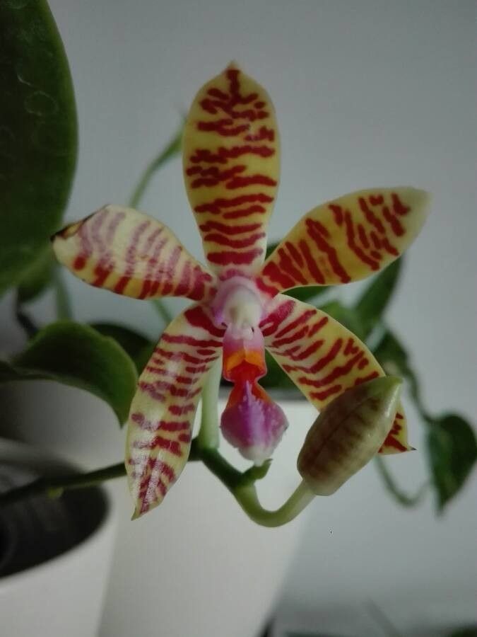 Phalaenopsis fasciata flower