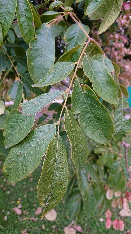 Koelreuteria elegans