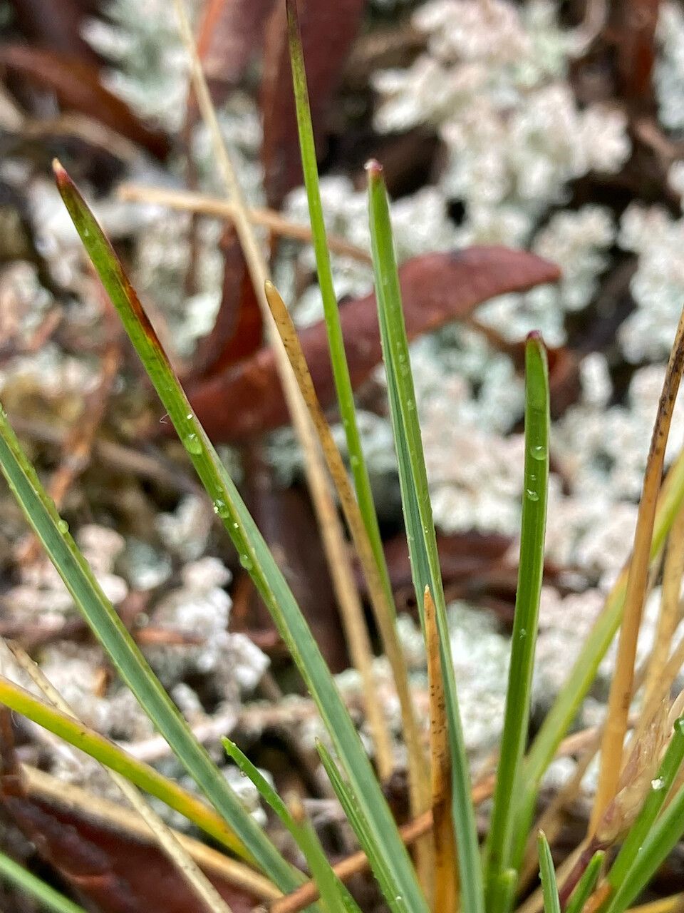 Calamagrostis fibrovaginata — houseplant care guide