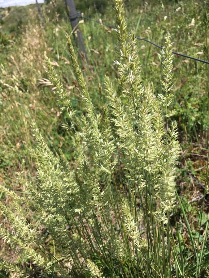 Koeleria macrantha — search result for 'Koeleria'