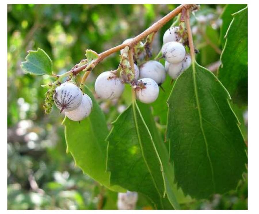 Azara petiolaris fruit
