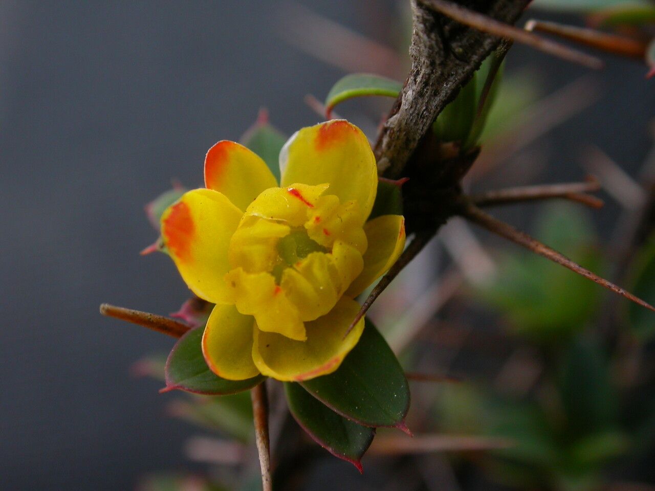 Berberis tsarica flower