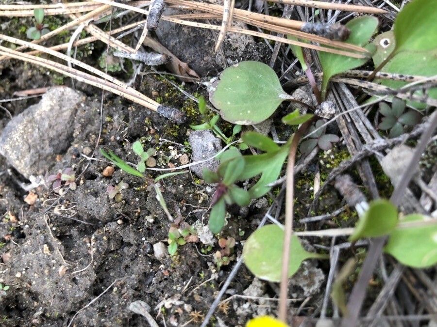 Ranunculus glaberrimus