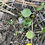 Ranunculus glaberrimus