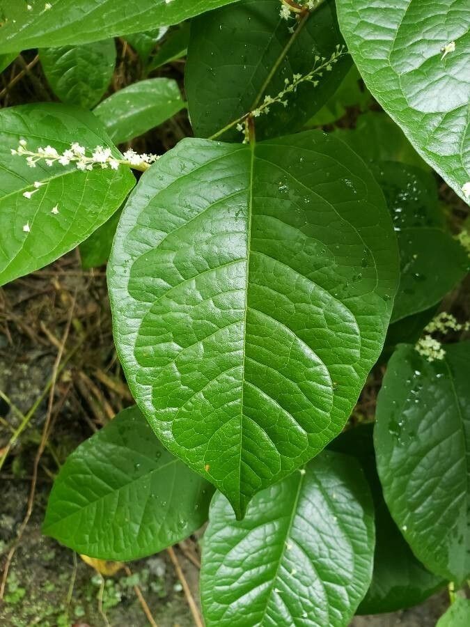 Fallopia japonica leaf