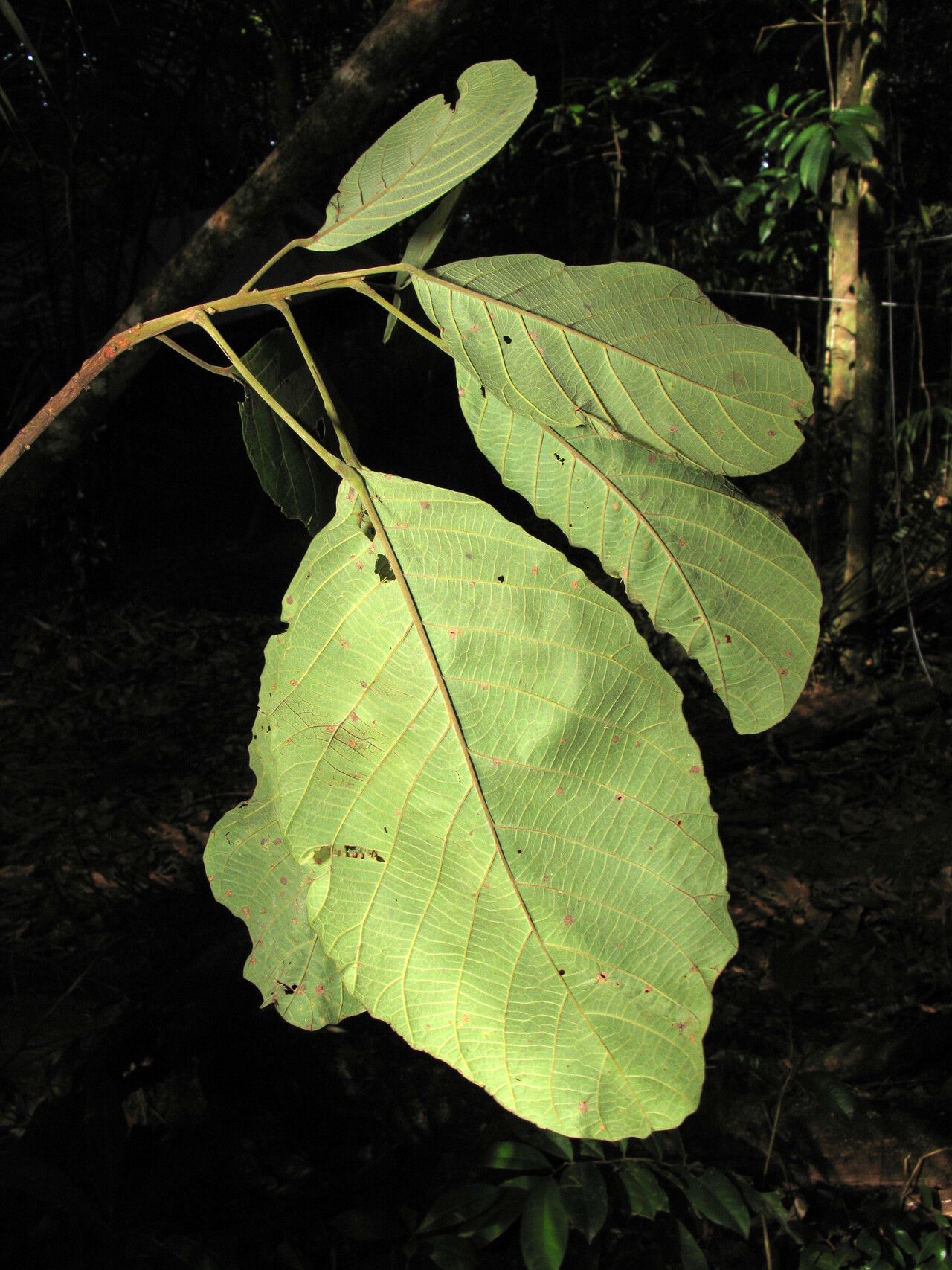 Sloanea eichleri leaf
