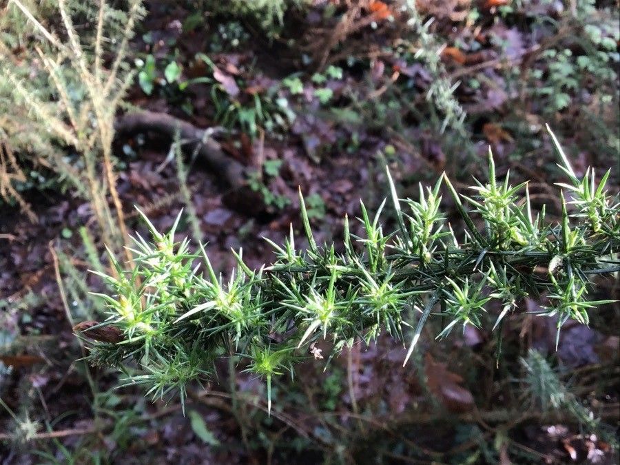 Ulex cantabricus — related species from the same genus