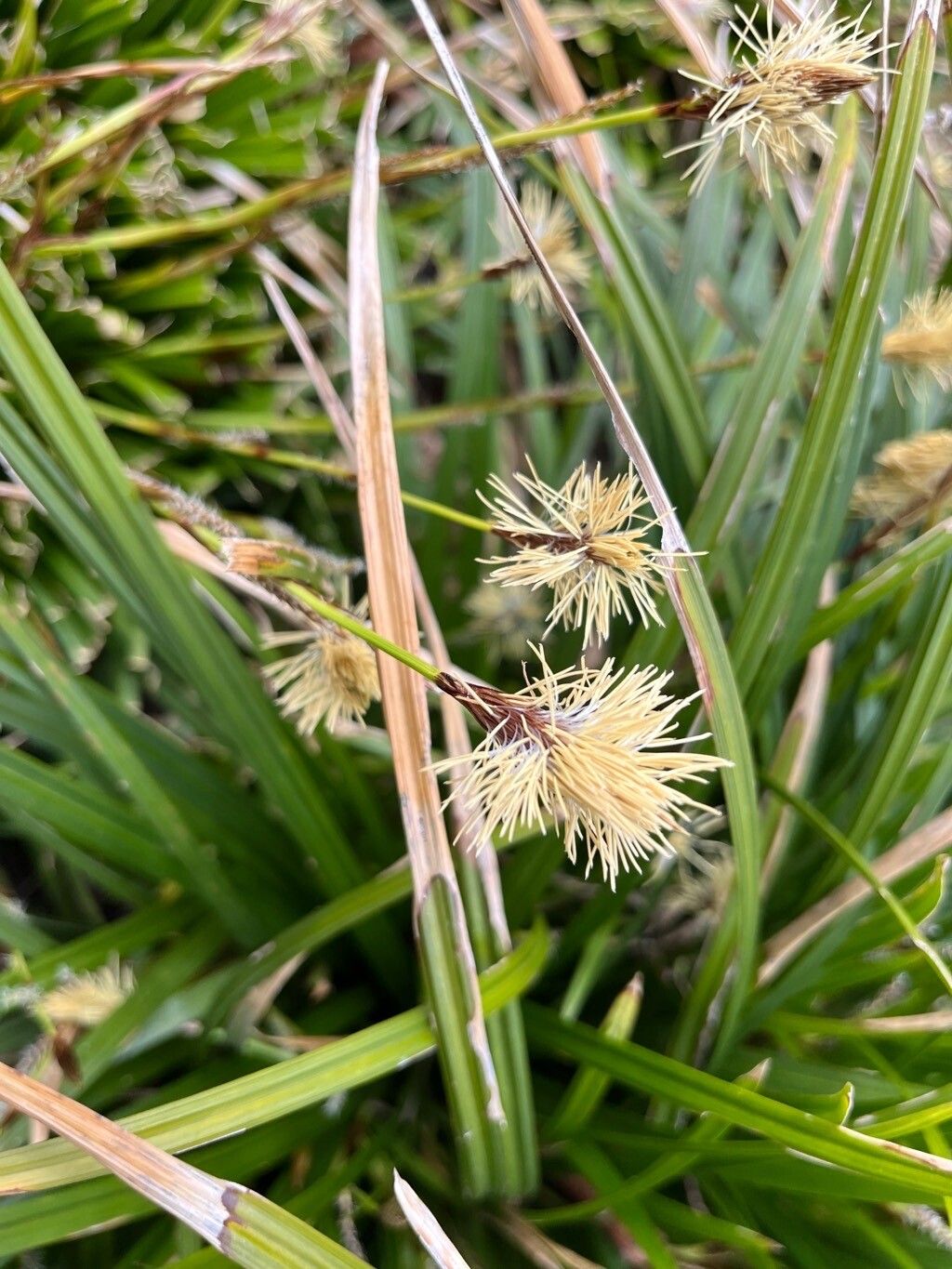 Carex foliosissima flower