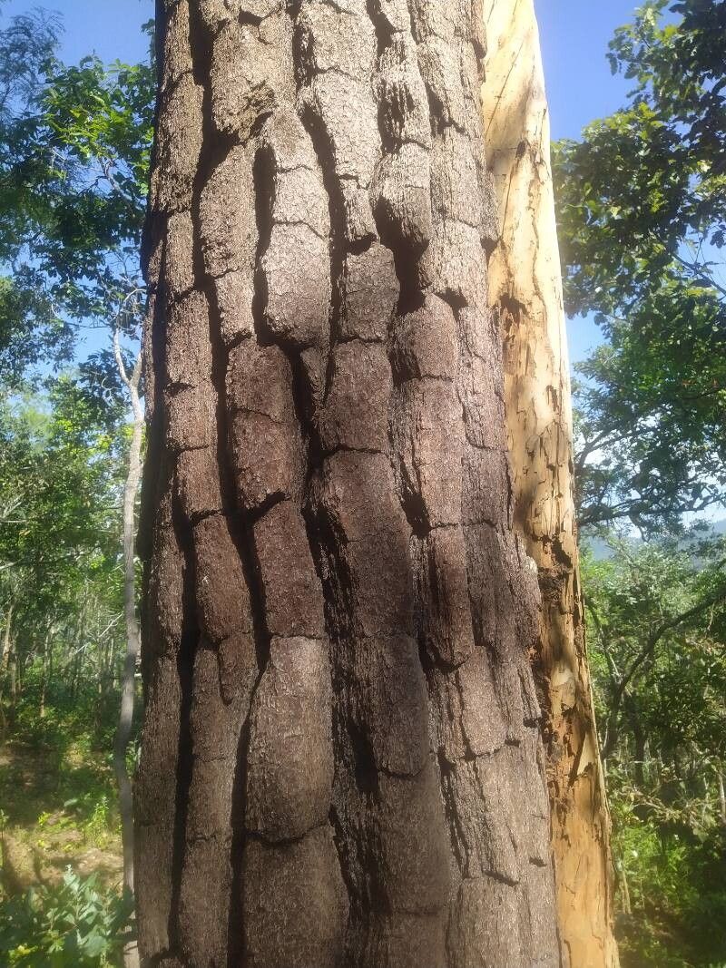 Pinus latteri bark