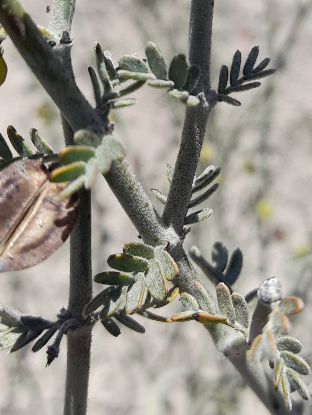Bulnesia chilensis — related species from the same genus