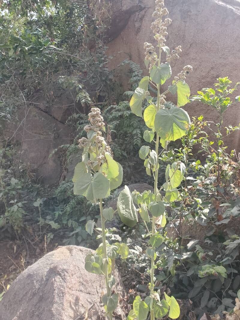 Abutilon angulatum leaf