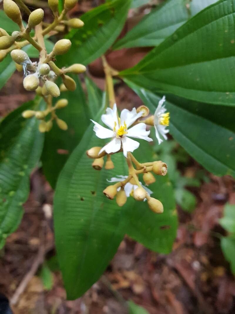 Miconia conorufescens flower