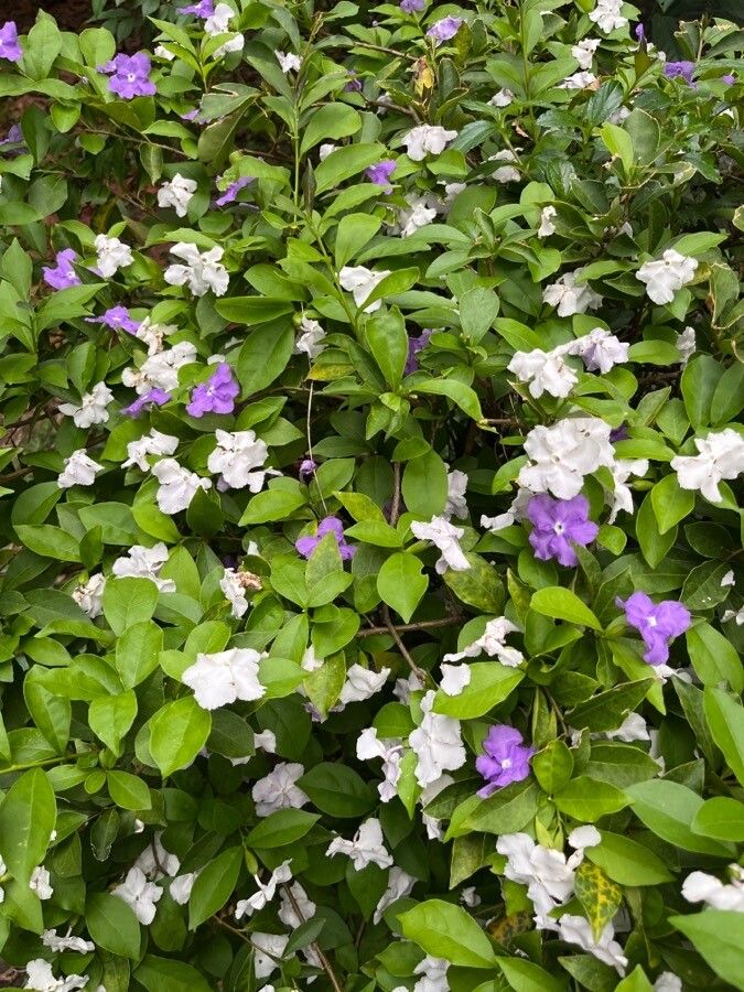 Brunfelsia uniflora leaf