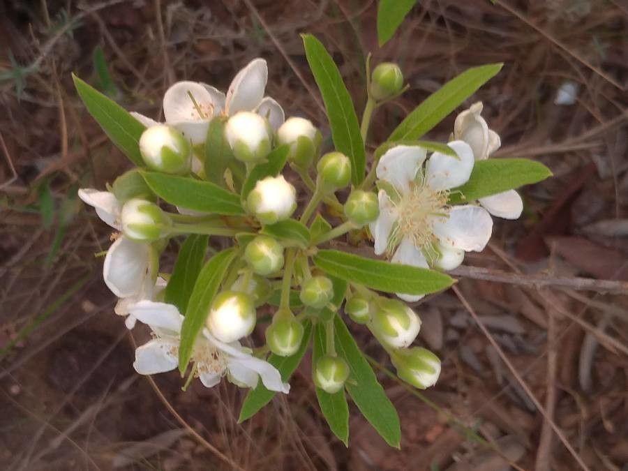 Campomanesia adamantium flower