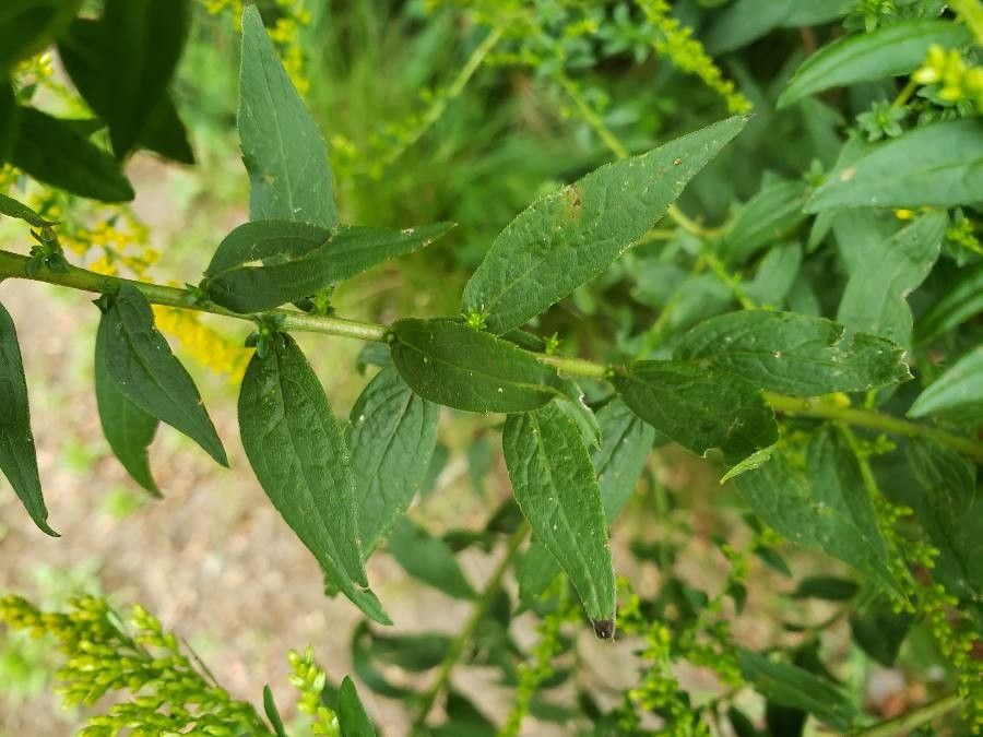 Solidago ulmifolia — search result for 'Solidago'