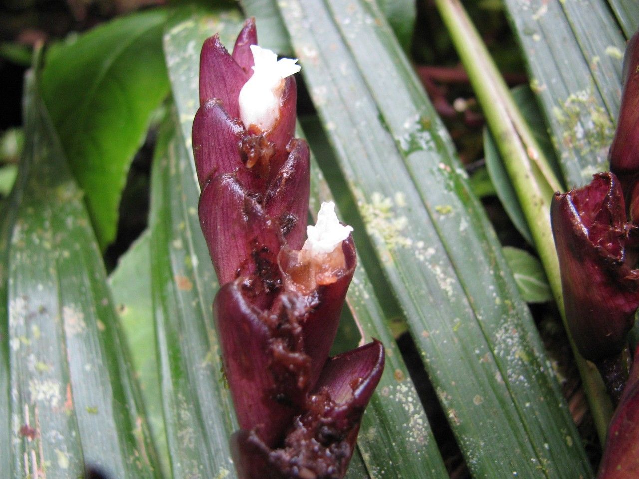 Ctenanthe dasycarpa fruit