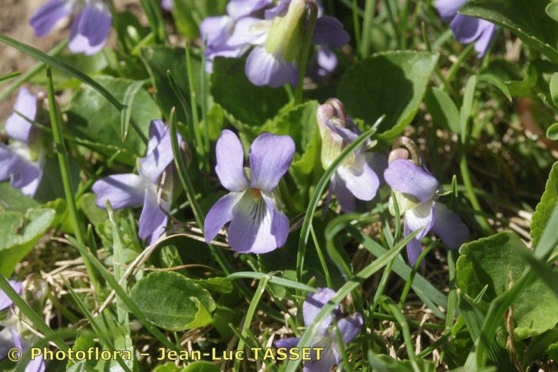 Viola pyrenaica habit
