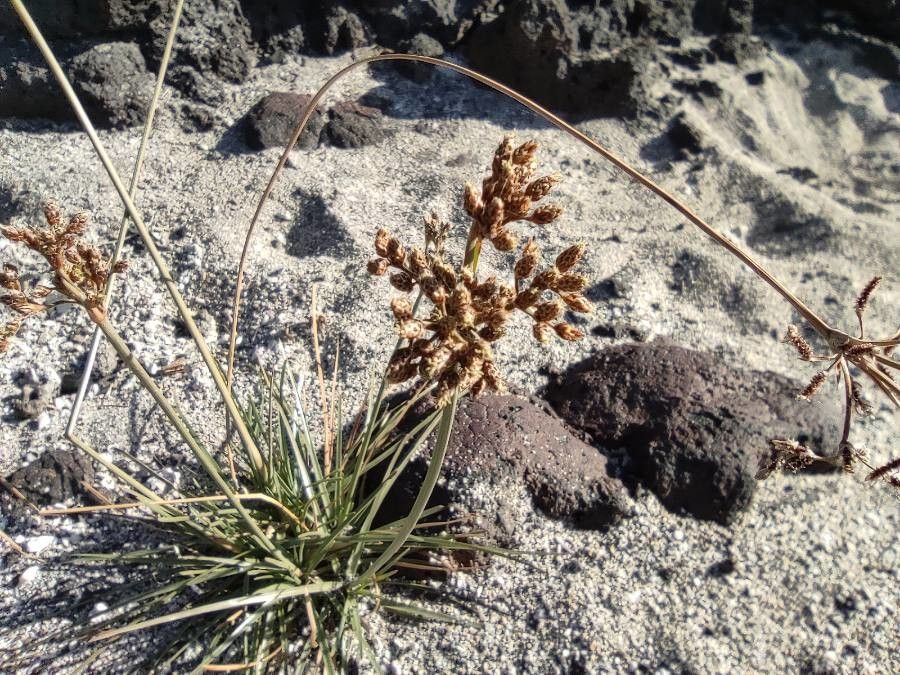 Fimbristylis cymosa flower