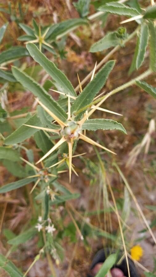 Centaurea hyalolepis — houseplant care guide