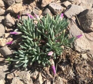 Phemeranthus brevicaulis habit