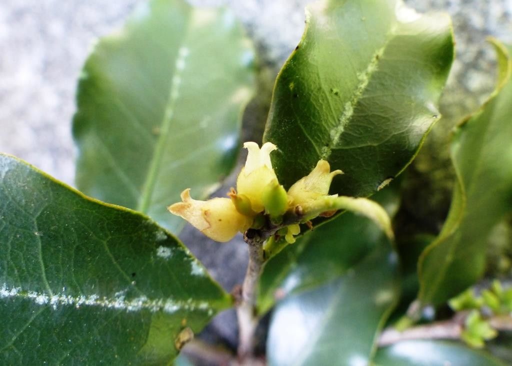 Diospyros tridentata flower