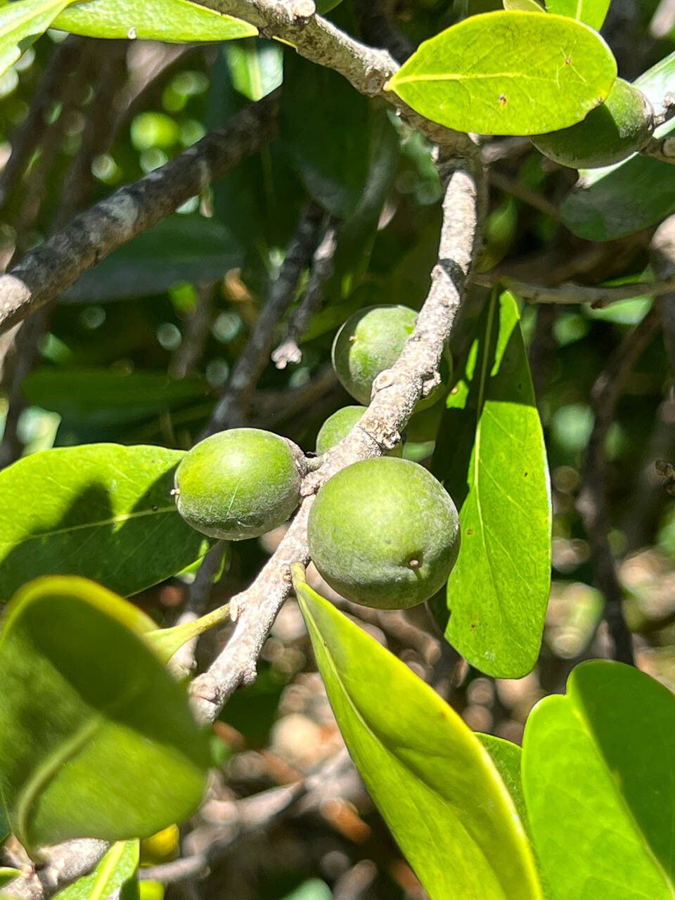 Planchonella cinerea fruit