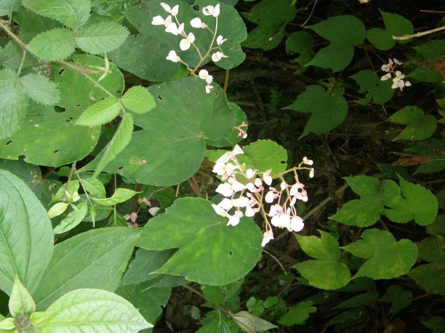 Begonia urophylla flower
