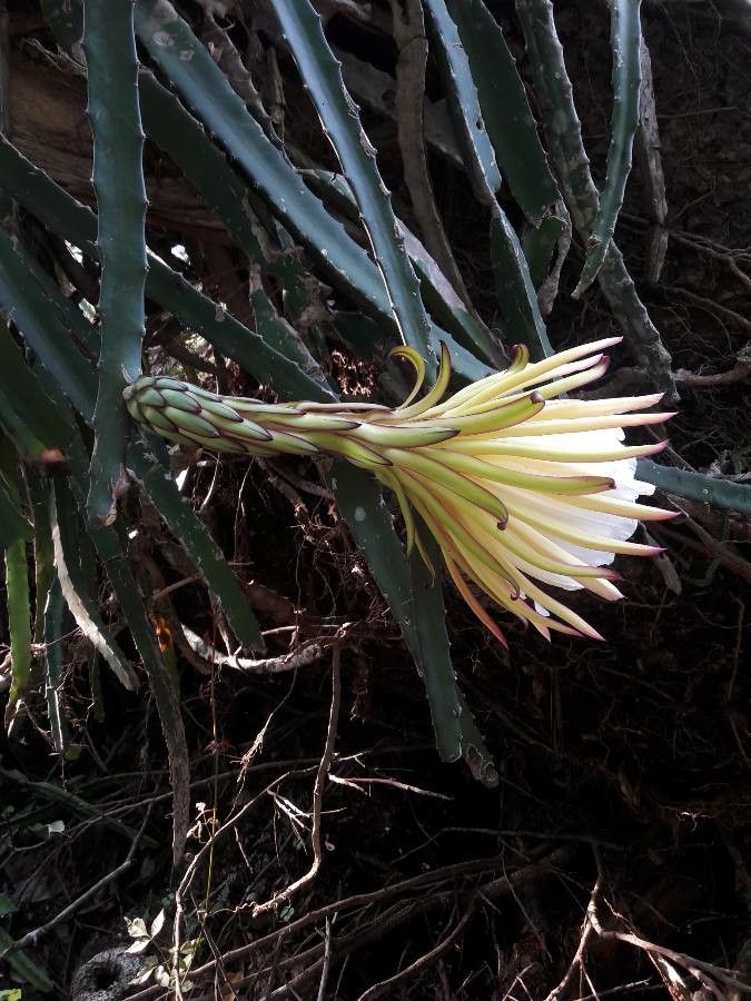 Selenicereus costaricensis flower