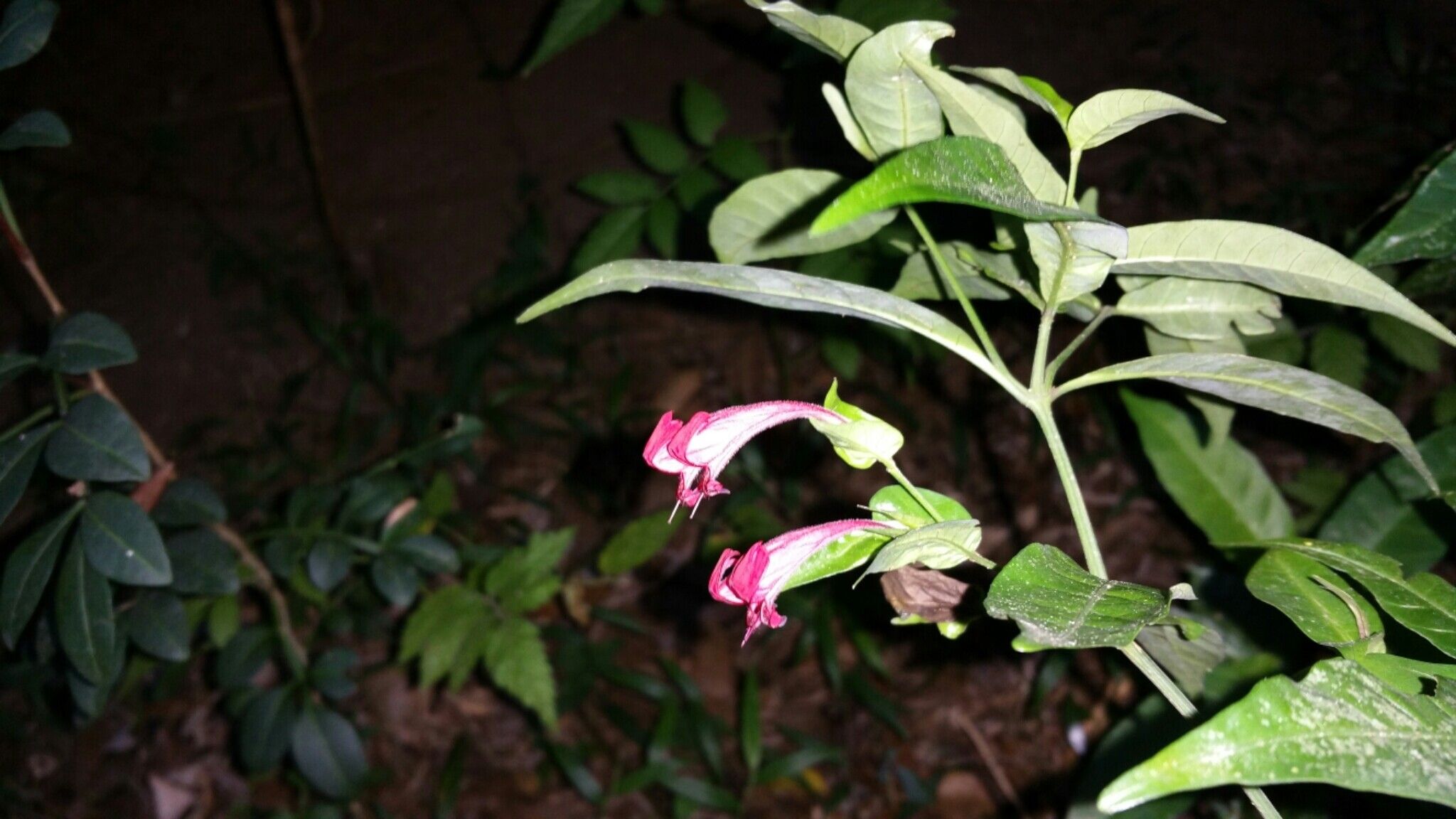 Hypoestes fascicularis flower
