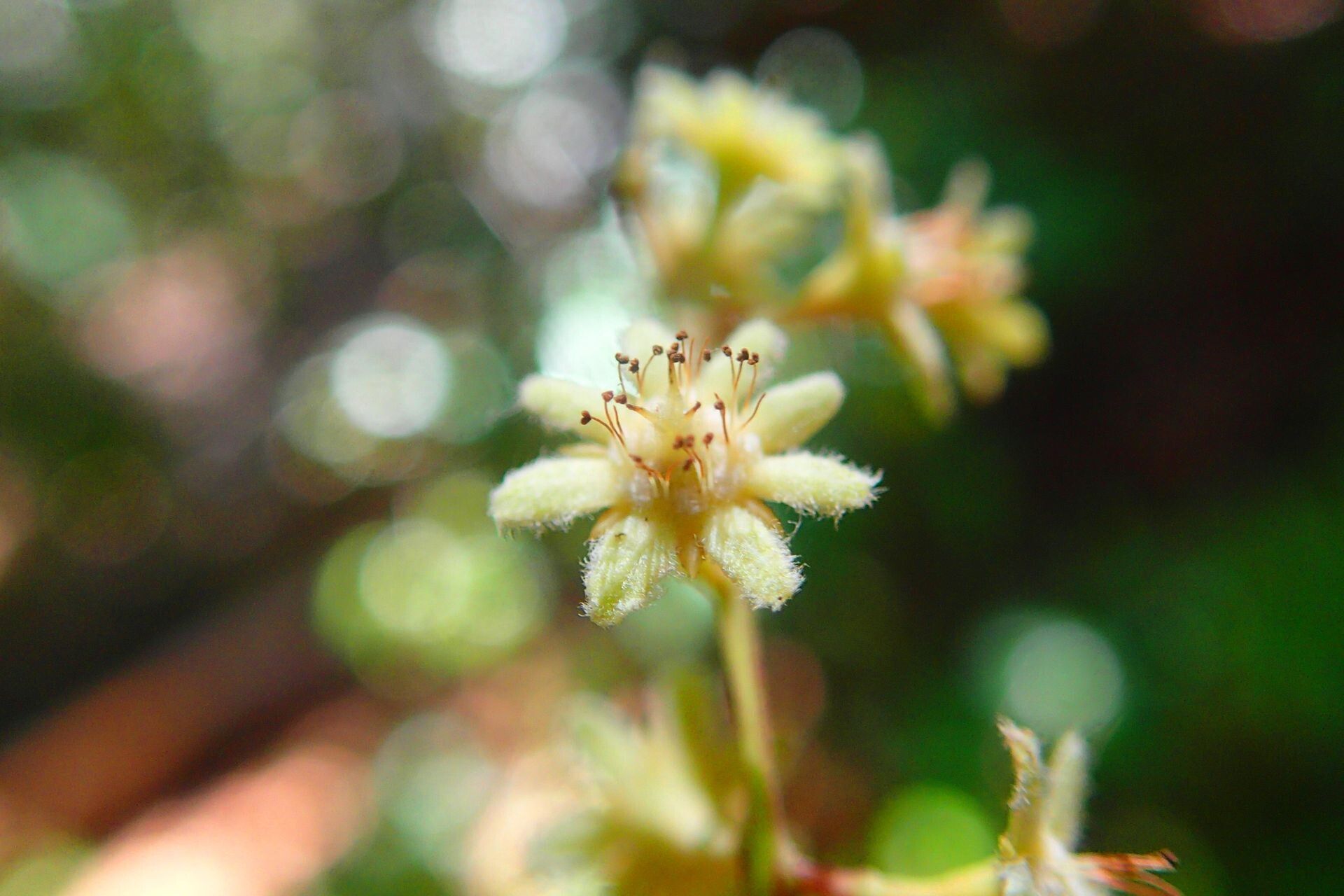 Homalium francii flower