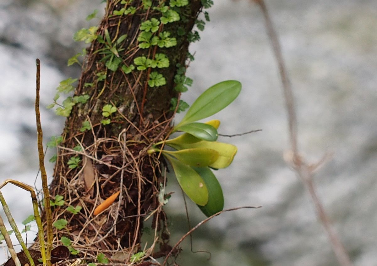 Bulbophyllum atrorubens habit