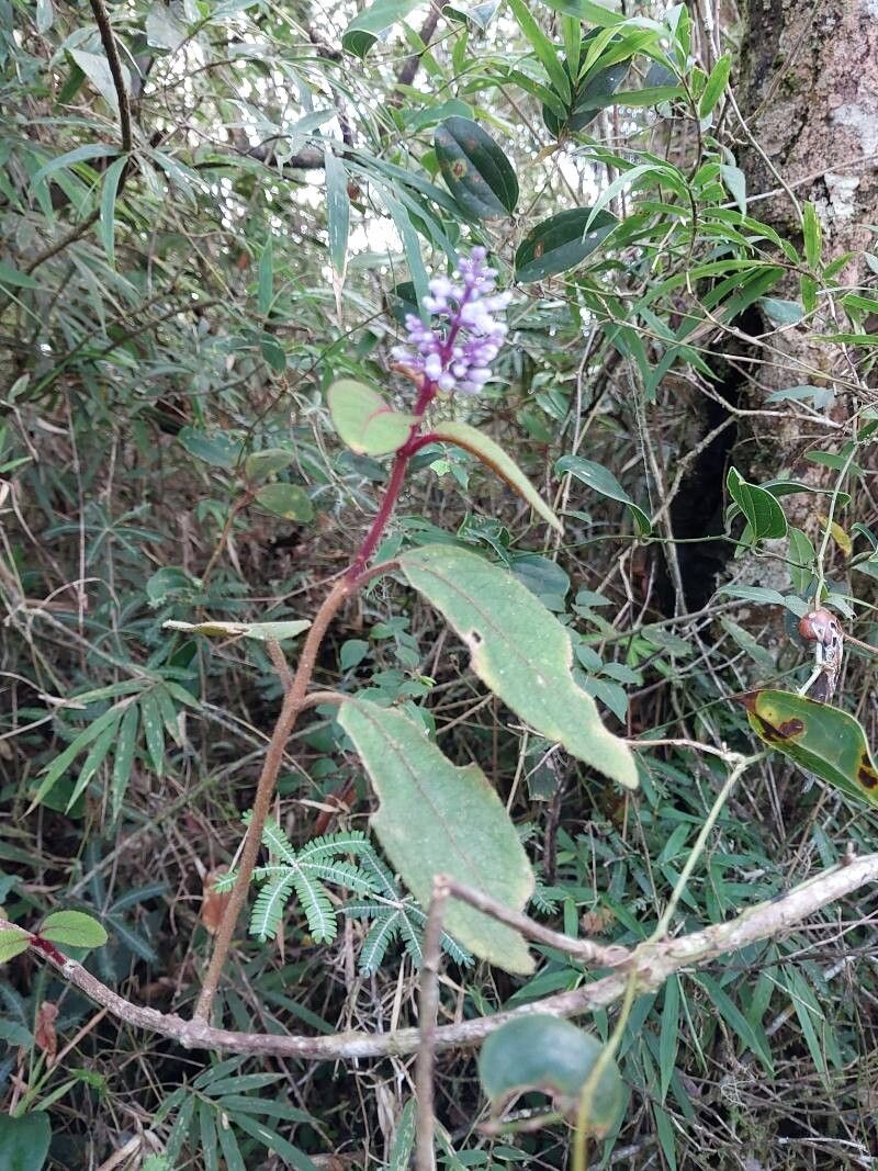 Plectranthus vestitus other