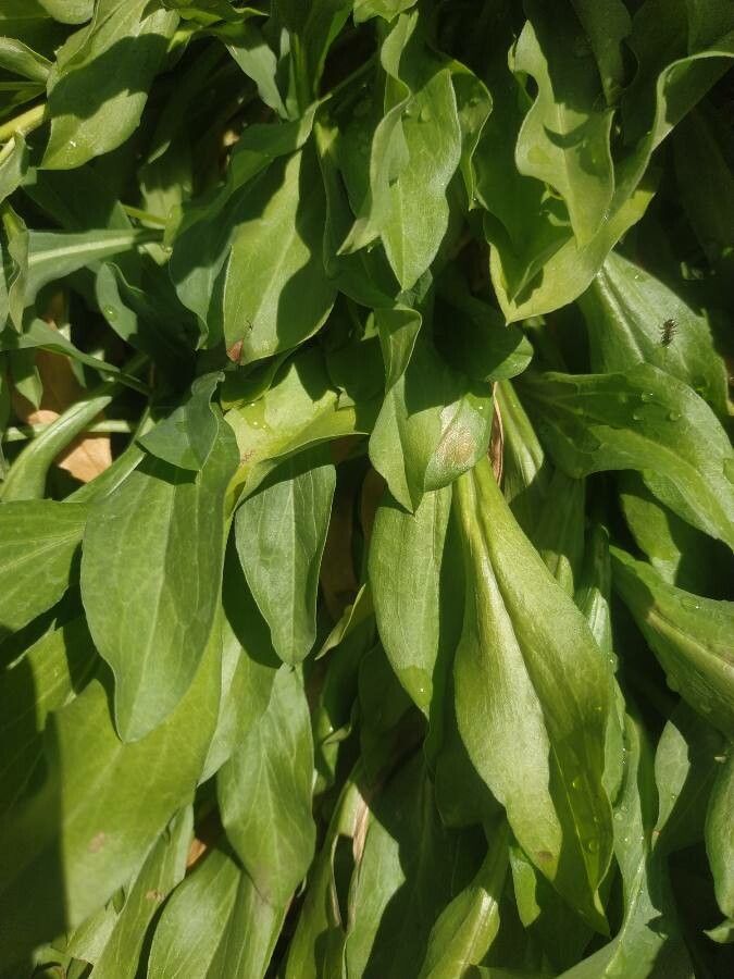 Erigeron peregrinus — search result for 'Erigeron'