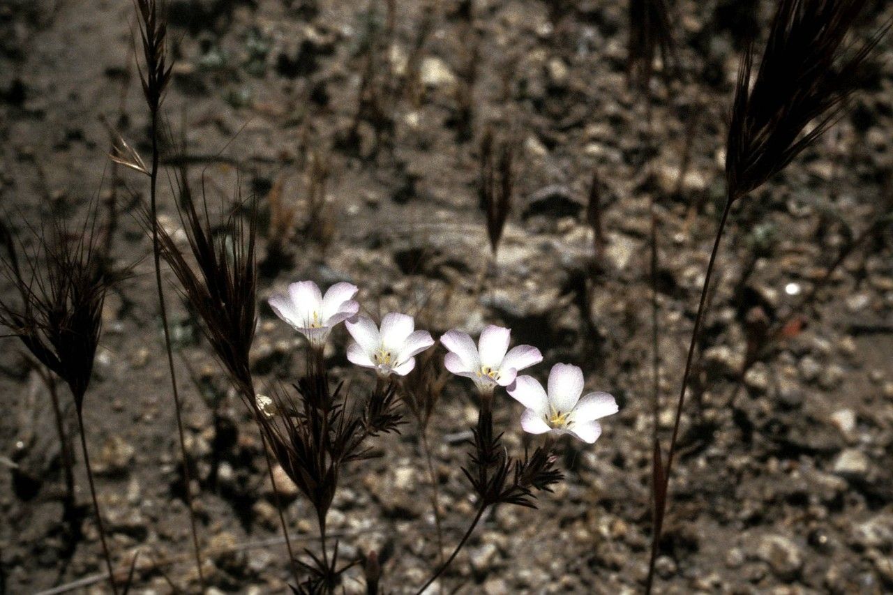 Linanthus killipii habit