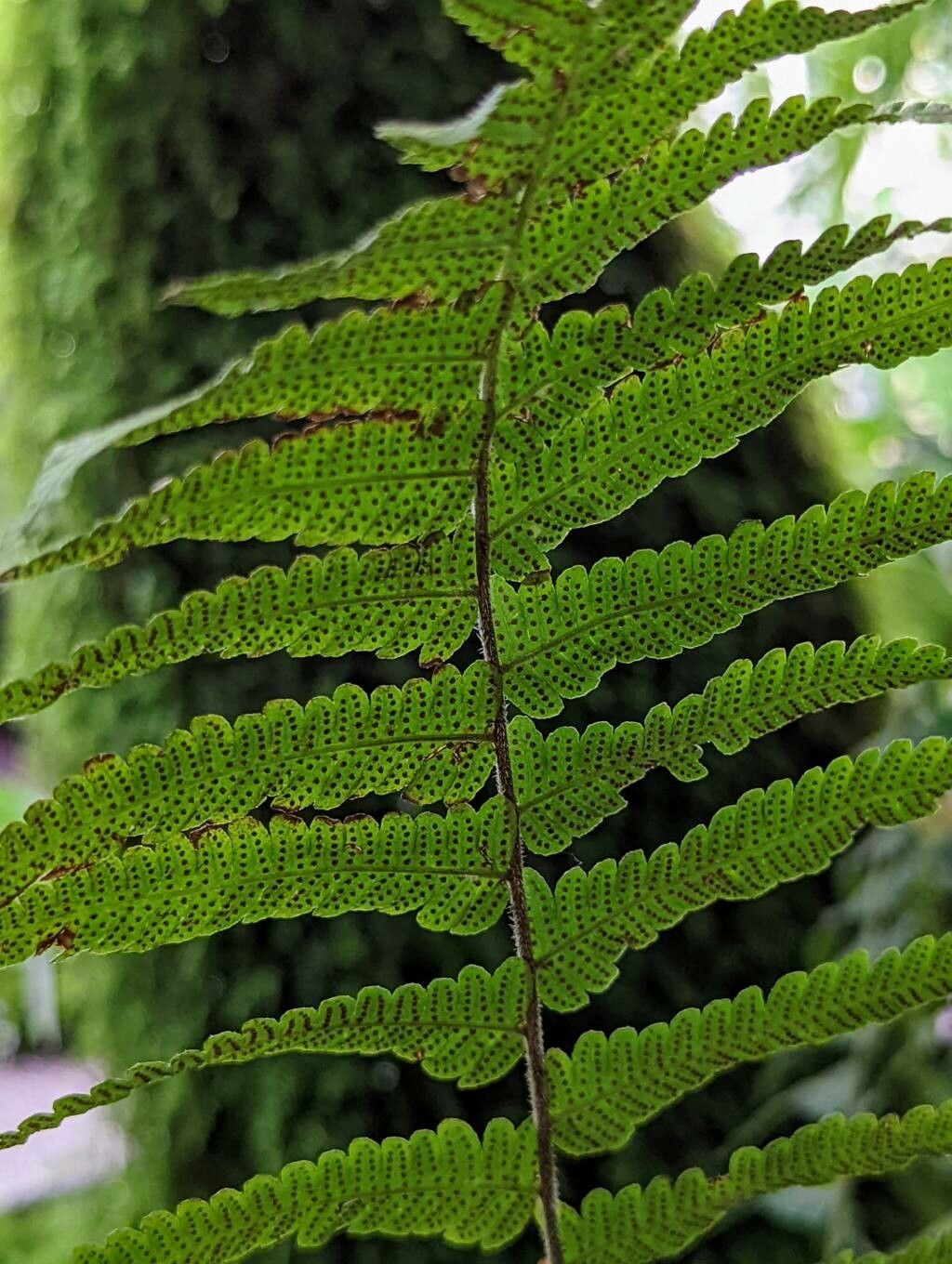 Christella dentata fruit