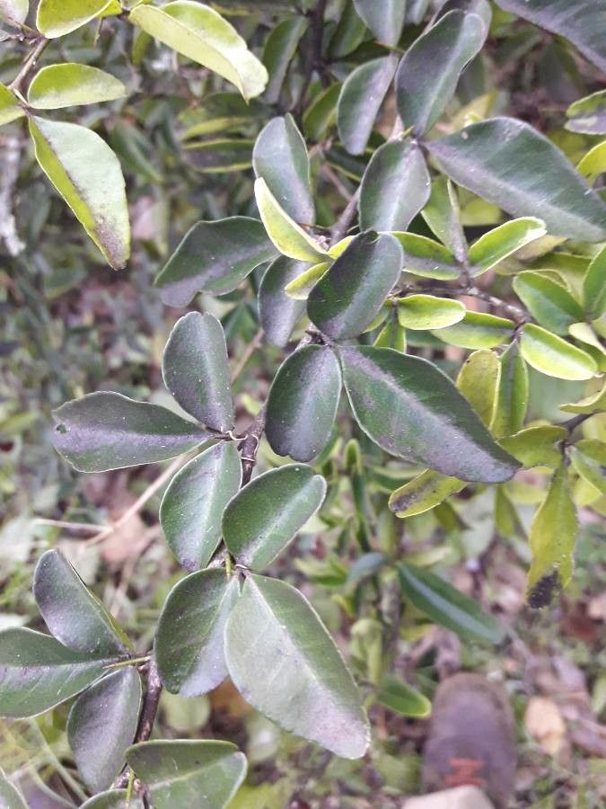 Triphasia trifolia leaf