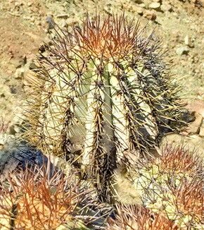 Copiapoa atacamensis — related species from the same genus